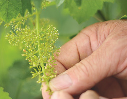 A young vine.
