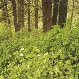 To view a gallery of photos from Mary Minerva McCroskey State Park, visit <em>Washington State Magazine Onine</em> <a href=http://wsm.wsu.edu>wsm.wsu.edu</a>.