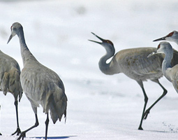 Sandhill cranes.