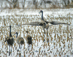 Sandhill cranes.