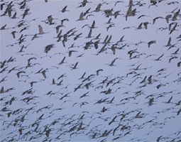 Sandhill cranes fill the air above their roost along the Platte River.
