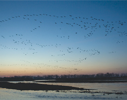 The cranes come in lines that reach... perhaps a quarter mile across. Line after line, wave on wave,... emerging from the distance as far as we can see. They come, and come, and come.