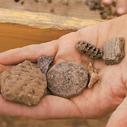 Screening for artifacts produces some treasures: ancient pottery, a stone chip, a worked pottery sherd that may have been used as a gaming piece, a bone probably from a rabbit, and a corn cob.