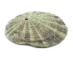 Rough keyhole limpet <em>(Diodora aspera)</em>