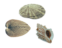 Three kinds of shells that can be found on Washington shores—and in the Archerd Collection at WSU Tri-Cities.