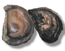 A mature oyster can filter 50 to 60 gallons of water a day.