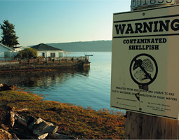 It's development, of course, that threatens Puget Sound. The area's 3.8 million population is expected to grow to 5.2 million within the next 15 years.
