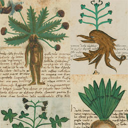 As shown in these images from a hand-drawn 'herbal,' or guide to useful plants, people in the Middle Ages thought plants had abilities that paralleled those of humans and animals.