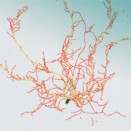 Pat Okubara uses digitalized images to track the growth of roots or their loss to fungal pathogens. large roots appear in yellow, fine roots in red.