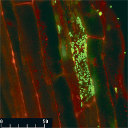 Bacteria (green) that colonize wheat root cells (outlined in red) help the roots fend off fungal invaders. The bacteria have been given a gene that makes them glow green under some wavelengths of light. The red fluorescence in the root cells occurs naturally.