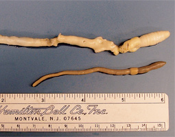 <em>Driloreius americanus,</em> also known as the giant Palouse earthworm, pictured alongside a garden-variety earthworm. <em>Driloreius americanus,</em> also known as the giant Palouse earthworm, pictured alongside a garden-variety earthworm.