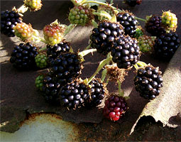Blackberry