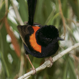 Close examination of the socially monogamous red-backed fairy-wren is revealing that drabness and bright coloration each has its place in our revised--and spicier--understanding of avian relationships and survival.