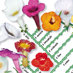 Some species of African violets in the genus <em>Achimenes</em> have similar flowers despite being distantly related (farther apart on the 'family tree' shown here), while species that are more closely related can have flowers that look quite diffe4rent in color and form.