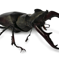 Beetle.