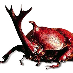 Beetle.