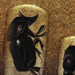 A large male beetle with horns guards one tunnel, while tow other males battle for possession of a neighboring tunnel--and the right to mate with the female who made it.