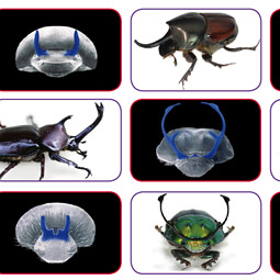 Thousands of species of beetles sport horns of various sizes and shapes.