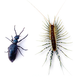 Insects.