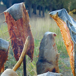 Roasting salmon.