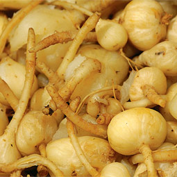White camas root.