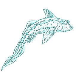 Ratfish.