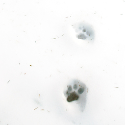 Cougar tracks.