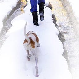 Tracking cougars.