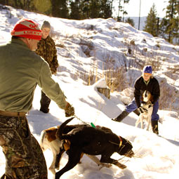 Eager to hit the trail, houndsman Tom MacArthur and his hounds approach fresh cougar tracks, as Cooley restrains her dog, Emma.
