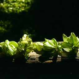 A century ago every Washington town had a brewer eager to do business with thirsty settlers.
