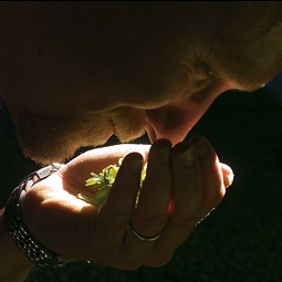 Jason Perrault '97 breathes in the aroma of drying hops at his family's farm near Toppenish in the Yakima Valley.