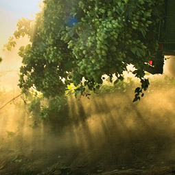 Starting near sunset, workers cut the long green vines from their trellises and truck them off to farm buildings to be stripped. From there the hop cones are dried, baled, and shipped to breweries.