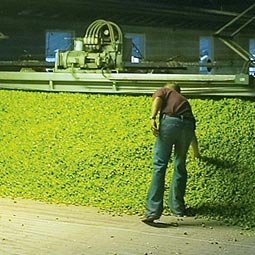 While a worker tends the drying hops in the Perrault farm kiln, Jason Perrault reaches in to get a feel for their moisture content.