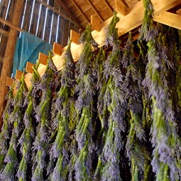Lavender dries in the Angels' barn, which formerly housed cows. The Angels promised the previous owner that they would not take the land out of agriculture.