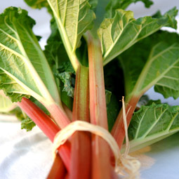 Rhubarb