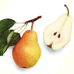 Bartlett pear, from <em>The Pears of New York,</em> U.P. Hedrick, et. al., New York Department of Agriculture, 1921. Bartlett pear, from <em>The Pears of New York,</em> U.P. Hedrick, et. al., New York Department of Agriculture, 1921.