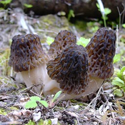 Choice black morels.