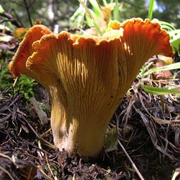 A local chanterelle.