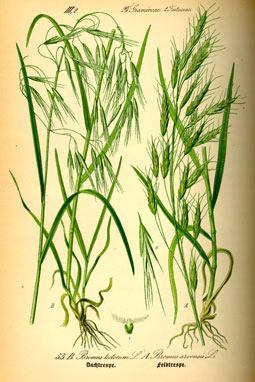 Bromus tectorum, illustration from Flora von Deutschland, Österreich und der Schweiz, by Prof. Dr. Otto Wilhelm Thomé, 1885, Gera, Germany. Courtesy Wikipedia. Bromus tectorum, illustration from Flora von Deutschland, Österreich und der Schweiz, by Prof. Dr. Otto Wilhelm Thomé, 1885, Gera, Germany. Courtesy Wikipedia.
