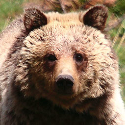 Winnie the grizzly bear at WSU. Winnie the grizzly bear at WSU.