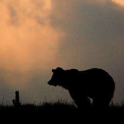 Winnie the grizzly bear
