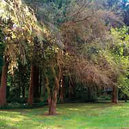 Master Gardeners preserve local heirloom varieties from pioneer homesteads at the WSU Vancouver Heritage Garden. <em>Courtesy Clark County Extension</em>