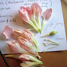 Master Gardener notes. <em>Tabitha Borchardt</em>