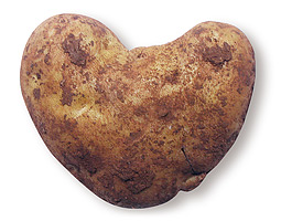 Potato. <em>Michael Hopkinsii</em>