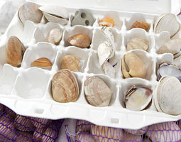 A tray of clams shows butter clams, Manila, and little neck clams found on Puget Sound. <em>Matt Hagen</em>