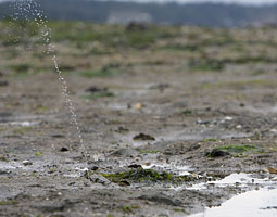 Water squirting from a hole in the sand betrays the presence of clams. <em>Matt Hagen</em>
