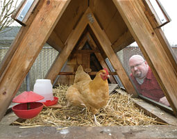 Harley Cowan's Buff Orpingtons live in one of Portland, Oregon's most celebrated chicken quarters. Harley Cowan's Buff Orpingtons live in one of Portland, Oregon's most celebrated chicken quarters.