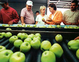 Murray on a 2001 tour of an apple packing house in Yakima. In February she was recognized by the Washington State Farm Bureau for her work on behalf of Washington State farmers. <em>Courtesy Murray Senate press office.</em>