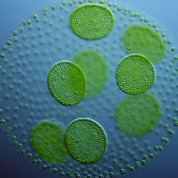 Volvox aureus is a colonial Green Algae (Chlorophyte) with 'daughter colonies' or gonidia developing inside. <em>Corbis</em>