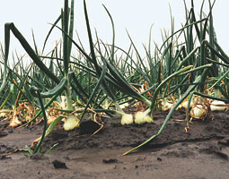 Walla Walla Sweet onions in the field. <em>By Chris Anderson.</em>